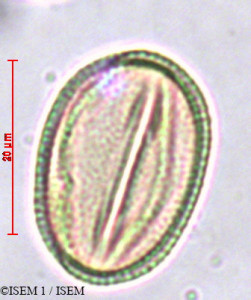 Amorpha fruticosa - lame n° 29403